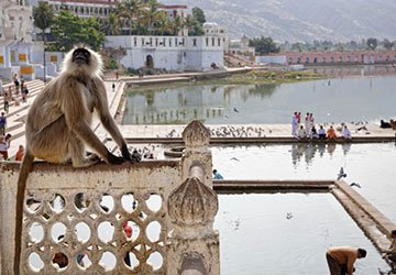 Pushkar 1